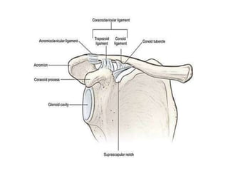 anatomy and biomechanics of Shoulder joint | PPT