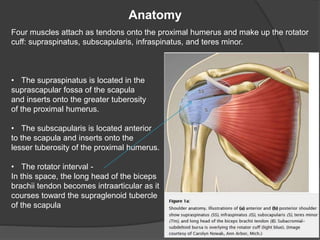 Anatomy
Four muscles attach as tendons onto the proximal humerus and make up the rotator
cuff: supraspinatus, subscapularis, infraspinatus, and teres minor.
• The supraspinatus is located in the
suprascapular fossa of the scapula
and inserts onto the greater tuberosity
of the proximal humerus.
• The subscapularis is located anterior
to the scapula and inserts onto the
lesser tuberosity of the proximal humerus.
• The rotator interval -
In this space, the long head of the biceps
brachii tendon becomes intraarticular as it
courses toward the supraglenoid tubercle
of the scapula
 