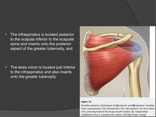 • The infraspinatus is located posterior
to the scapula inferior to the scapular
spine and inserts onto the posterior
aspect of the greater tuberosity, and
• The teres minor is located just inferior
to the infraspinatus and also inserts
onto the greater tuberosity.
 