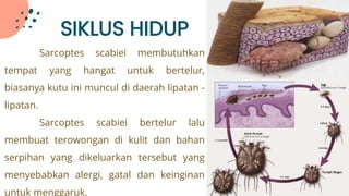 SIKLUS HIDUP
Sarcoptes scabiei membutuhkan
tempat yang hangat untuk bertelur,
biasanya kutu ini muncul di daerah lipatan -
lipatan.
Sarcoptes scabiei bertelur lalu
membuat terowongan di kulit dan bahan
serpihan yang dikeluarkan tersebut yang
menyebabkan alergi, gatal dan keinginan
untuk menggaruk.
 