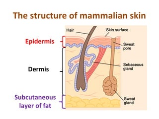 The structure of mammalian skin

   Epidermis


    Dermis


Subcutaneous
 layer of fat
 