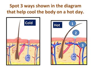 Spot 3 ways shown in the diagram
that help cool the body on a hot day.

        Cold                  1
                      Hot
                                  2


                                      3
 