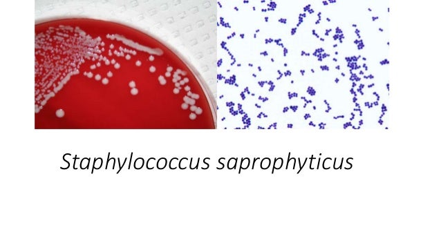 Staph Epidermidis And Saprophyticus