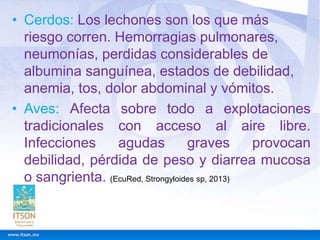 • Cerdos: Los lechones son los que más
riesgo corren. Hemorragias pulmonares,
neumonías, perdidas considerables de
albumina sanguínea, estados de debilidad,
anemia, tos, dolor abdominal y vómitos.
• Aves: Afecta sobre todo a explotaciones
tradicionales con acceso al aire libre.
Infecciones
agudas
graves
provocan
debilidad, pérdida de peso y diarrea mucosa
o sangrienta. (EcuRed, Strongyloides sp, 2013)

 