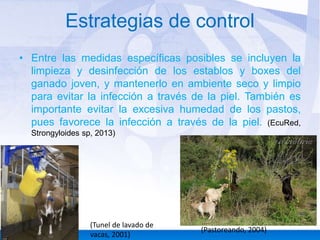 Estrategias de control
• Entre las medidas específicas posibles se incluyen la
limpieza y desinfección de los establos y boxes del
ganado joven, y mantenerlo en ambiente seco y limpio
para evitar la infección a través de la piel. También es
importante evitar la excesiva humedad de los pastos,
pues favorece la infección a través de la piel. (EcuRed,
Strongyloides sp, 2013)

(Tunel de lavado de
vacas, 2001)

(Pastoreando, 2004)

 