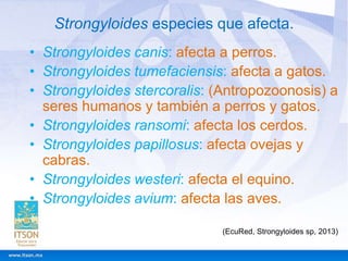 Strongyloides especies que afecta.
• Strongyloides canis: afecta a perros.
• Strongyloides tumefaciensis: afecta a gatos.
• Strongyloides stercoralis: (Antropozoonosis) a
seres humanos y también a perros y gatos.
• Strongyloides ransomi: afecta los cerdos.
• Strongyloides papillosus: afecta ovejas y
cabras.
• Strongyloides westeri: afecta el equino.
• Strongyloides avium: afecta las aves.
(EcuRed, Strongyloides sp, 2013)

 