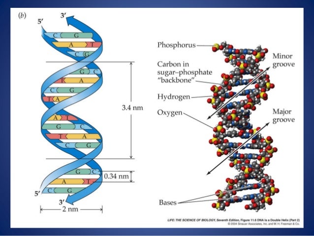 Structure of DNA for medical school