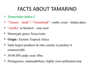 FACTS ABOUT TAMARIND
• Tamarindus indica L
• “Tamare – hindi” / “Tamarhindi” - arabic word – Indian dates
• ‘Amlika’ in Sanskrit – sour taste
• Monotypic genus Tamarindus
• Origin : Eastern Tropical Africa
• India largest producer & only country to produce it
commercially
• 30:40:30% pulp: seed: fibre
• Protogynous, entamophillous, highly cross pollinated crop
•
 