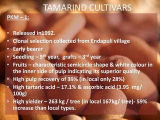 TAMARIND CULTIVARS
PKM – 1:
• Released in1992.
• Clonal selection collected from Endapuli village
• Early bearer
• Seedling – 5th year, grafts – 3rd year
• Fruits – characteristic semicircle shape & white colour in
the inner side of pulp indicating its superior quality
• High pulp recovery of 39% (in local only 28%)
• High tartaric acid – 17.1% & ascorbic acid (3.95 mg/
100g)
• High yielder – 263 kg / tree (in local 167kg/ tree)- 59%
increase than local types.
 