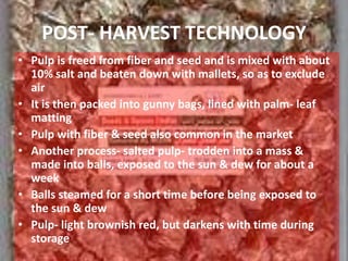 POST- HARVEST TECHNOLOGY
• Pulp is freed from fiber and seed and is mixed with about
10% salt and beaten down with mallets, so as to exclude
air
• It is then packed into gunny bags, lined with palm- leaf
matting
• Pulp with fiber & seed also common in the market
• Another process- salted pulp- trodden into a mass &
made into balls, exposed to the sun & dew for about a
week
• Balls steamed for a short time before being exposed to
the sun & dew
• Pulp- light brownish red, but darkens with time during
storage
 