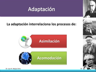 La adaptación interrelaciona los procesos de:



                           Asimilación


                           Acomodación

Dr. Juan R. Mejías Ortiz                         10
 