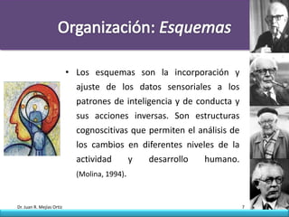 • Los esquemas son la incorporación y
                             ajuste de los datos sensoriales a los
                             patrones de inteligencia y de conducta y
                             sus acciones inversas. Son estructuras
                             cognoscitivas que permiten el análisis de
                             los cambios en diferentes niveles de la
                             actividad       y desarrollo    humano.
                             (Molina, 1994).


Dr. Juan R. Mejías Ortiz                                                 7
 