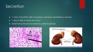 Secretion 
 1- From interstitial cells of Leyding between seminiferous tubules 
 “ about 20% of testicular mass “ 
 Small amounts are secreted by adrenal glands 
 