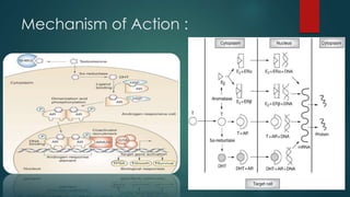 Mechanism of Action : 
 