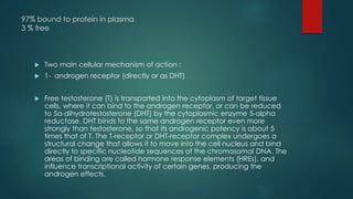 97% bound to protein in plasma 
3 % free 
 Two main cellular mechanism of action : 
 1- androgen receptor (directly or as DHT) 
 Free testosterone (T) is transported into the cytoplasm of target tissue 
cells, where it can bind to the androgen receptor, or can be reduced 
to 5α-dihydrotestosterone (DHT) by the cytoplasmic enzyme 5-alpha 
reductase. DHT binds to the same androgen receptor even more 
strongly than testosterone, so that its androgenic potency is about 5 
times that of T. The T-receptor or DHT-receptor complex undergoes a 
structural change that allows it to move into the cell nucleus and bind 
directly to specific nucleotide sequences of the chromosomal DNA. The 
areas of binding are called hormone response elements (HREs), and 
influence transcriptional activity of certain genes, producing the 
androgen effects. 
 