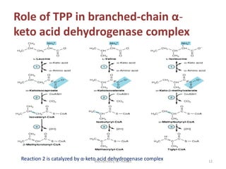 Role of TPP in branched-chain α-
keto acid dehydrogenase complex
Reaction 2 is catalyzed by α-keto acid dehydrogenase complex 12Biochemistry for medics
 