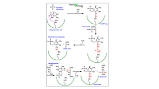 Transamination & deamination