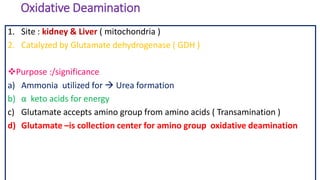 Oxidative Deamination
1. Site : kidney & Liver ( mitochondria )
2. Catalyzed by Glutamate dehydrogenase ( GDH )
Purpose :/significance
a) Ammonia utilized for  Urea formation
b) α keto acids for energy
c) Glutamate accepts amino group from amino acids ( Transamination )
d) Glutamate –is collection center for amino group oxidative deamination
 