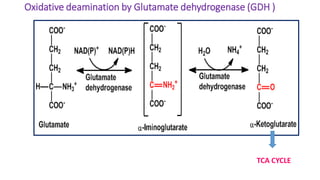 Oxidative deamination by Glutamate dehydrogenase (GDH )
TCA CYCLE
 