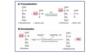 Transamination & deamination