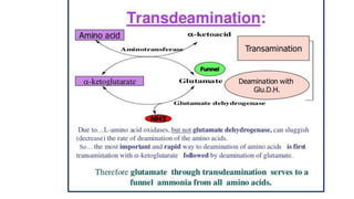 Transamination & deamination