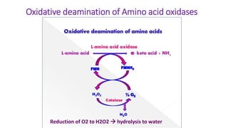 Oxidative deamination of Amino acid oxidases
Reduction of O2 to H2O2  hydrolysis to water
 