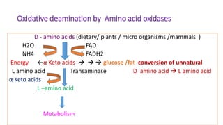 Oxidative deamination by Amino acid oxidases
D - amino acids (dietary/ plants / micro organisms /mammals )
H2O FAD
NH4 FADH2
Energy ←α Keto acids    glucose /fat conversion of unnatural
L amino acid Transaminase D amino acid  L amino acid
α Keto acids
L –amino acid
Metabolism
 