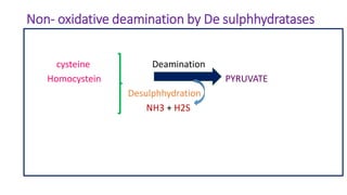 Non- oxidative deamination by De sulphhydratases
cysteine Deamination
Homocystein PYRUVATE
Desulphhydration
NH3 + H2S
 