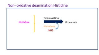 Non- oxidative deamination Histidine
Deamination
Histidine Urocanate
Histadase
NH3
 