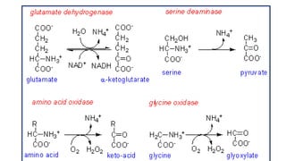 Transamination & deamination