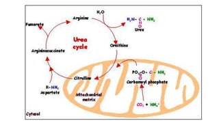 Transamination & deamination