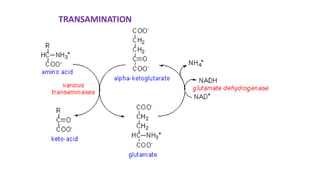 TRANSAMINATION
 