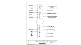 Transamination & deamination