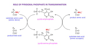 ROLE OF PYRIDOXAL PHOSPHATE IN TRANSAMINATION
 