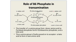 Transamination & deamination