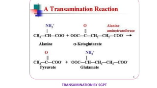 TRANSAMINATION BY SGPT
 