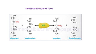 TRANSAMINATION BY SGOT
 