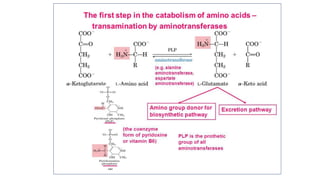 Transamination & deamination