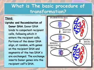 What is The basic procedure of
           transformation?
Third:
Uptake and Recombination of
  Donor DNA. Donor DNA
  binds to competent recipient
  cells, following which it
  enters the recipient cells.
  Portions of the donor DNA
  align, at random, with genes
  on the recipient DNA and
  segments of the two DNA's
  are exchanged. The exchange
  inserts Donor genes into the
  recipient cell"s DNA.
 