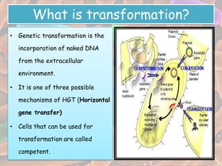 What is transformation?
• Genetic transformation is the

  incorporation of naked DNA

  from the extracellular

  environment.

• It is one of three possible

  mechanisms of HGT (Horizontal

  gene transfer)

• Cells that can be used for

  transformation are called

  competent.
 