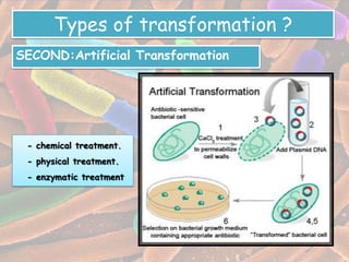 Types of transformation ?
SECOND:Artificial Transformation




 - chemical treatment.
 - physical treatment.
 - enzymatic treatment
 