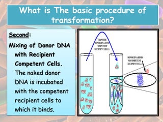 What is The basic procedure of
          transformation?
Second:
Mixing of Donor DNA
 with Recipient
 Competent Cells.
 The naked donor
 DNA is incubated
 with the competent
 recipient cells to
 which it binds.
 