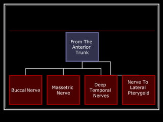 From The
                       Anterior
                        Trunk




                                        Nerve To
                               Deep
               Massetric                 Lateral
Buccal Nerve                 Temporal
                Nerve                   Pterygoid
                              Nerves
 