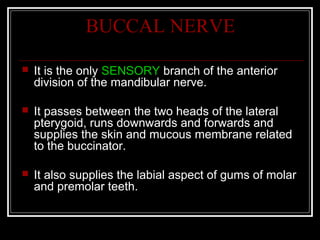 BUCCAL NERVE

   It is the only SENSORY branch of the anterior
    division of the mandibular nerve.

   It passes between the two heads of the lateral
    pterygoid, runs downwards and forwards and
    supplies the skin and mucous membrane related
    to the buccinator.

   It also supplies the labial aspect of gums of molar
    and premolar teeth.
 