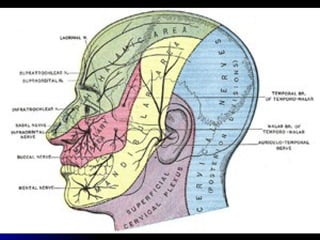 Trigeminal Nerve (Mandibular Division) Introduction