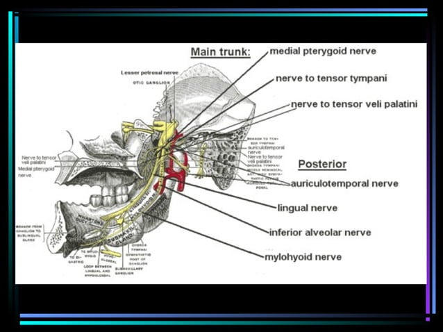 Trigeminal nerve | PPT