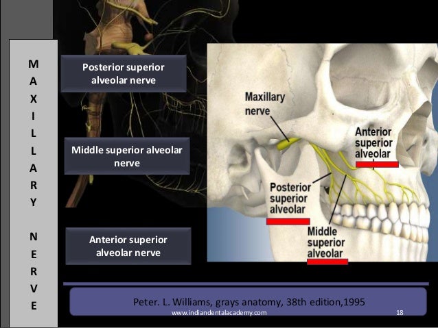 Trigeminal nerve / orthodontic courses by Indian dental academy