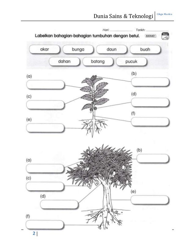 Lembaran Kerja Sains Tahun 2 Tumbuhan Sains Tahun 2 Tumbuh Tumbuhan ...