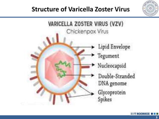 3
Structure of Varicella Zoster Virus
 