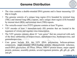 5
Genome Distribution
• The virus contains a double-stranded DNA genome and is linear measuring 125
kbp in length.
• The genome consists of a unique long region (UL) bounded by terminal long
(TRL) and internal long (IRL) repeats, and a unique short region (US) bounded
by internal short (IRS), and terminal short (TRS) repeats.
• The varicella-zoster virus (VZV) genome contains at least 70 genes.
• VZV encodes at least 3 immediate-early (IE) proteins that are located in the
tegument of virions and regulate virus transcription.
• The VZV genome contains about 41 “core genes” that are conserved with each
of the three subfamilies of herpesviruses, alphaherpesvirus, betaherpesvirus, and
gammaherpesvirus.
• Core genes include IE4, the VZV DNA polymerase, helicase-primase
components, single-stranded DNA-binding protein, ribonucleotide reductase,
uracil-DNA glycosylase, dUTPase, DNase, ORF47 protein kinase, major capsid
protein, protease, assembly protein, several tegument proteins, gB, gH, gL, gM,
and gN.
 